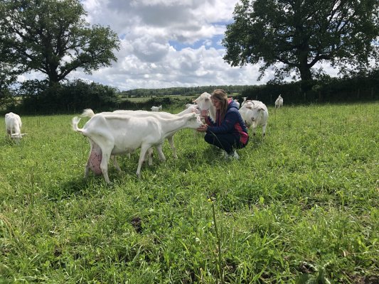 Au lycée Agri’Nature de Montmorillon, le lait de chèvre est bio depuis le 15 avril 2023 