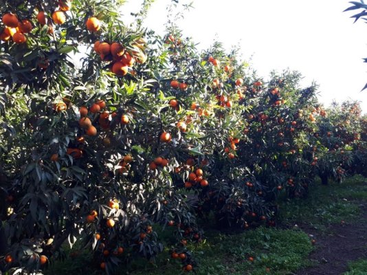 « Da l’ortu à u piattu », des fruits et légumes bios et locaux pour la restauration collective à Borgo