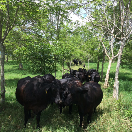 Enseigner la gestion durable des prairies aux futurs éleveurs