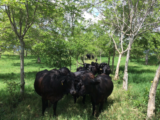 Enseigner la gestion durable des prairies aux futurs éleveurs