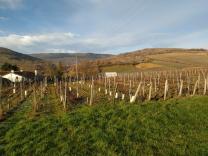 image IMG_20190116_094303_800x600.jpg (0.4MB)