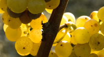 image sauternes.png (0.8MB)